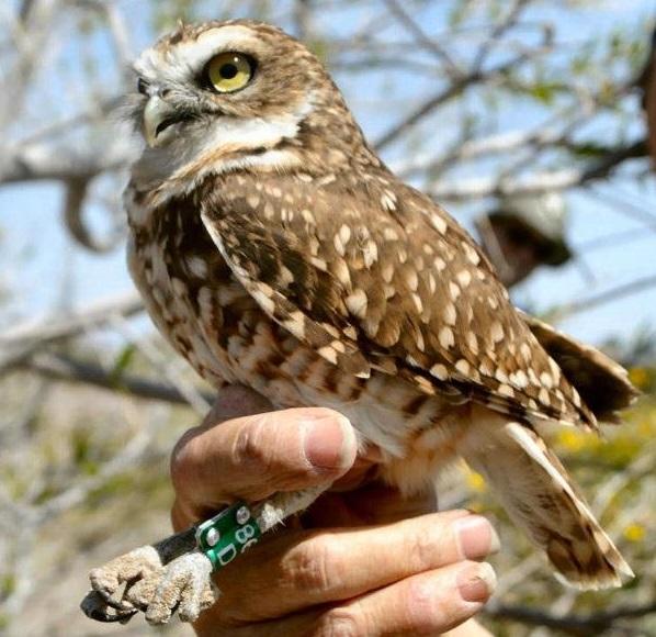 downtown owls rio salado audubon center owls