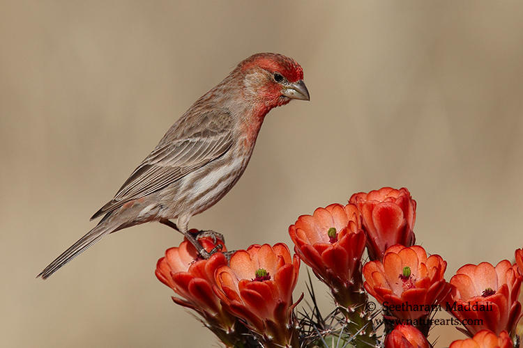 Backyard birding | Rio Salado Audubon Center