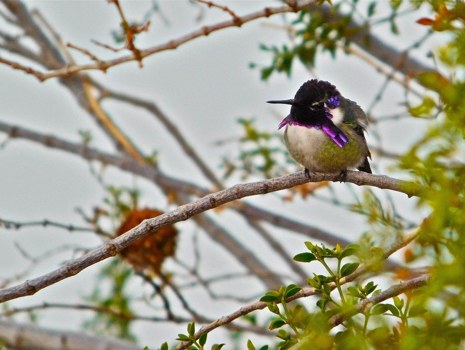 A Costa's Hummingbird perches on a branch. Photo: Steve Prager