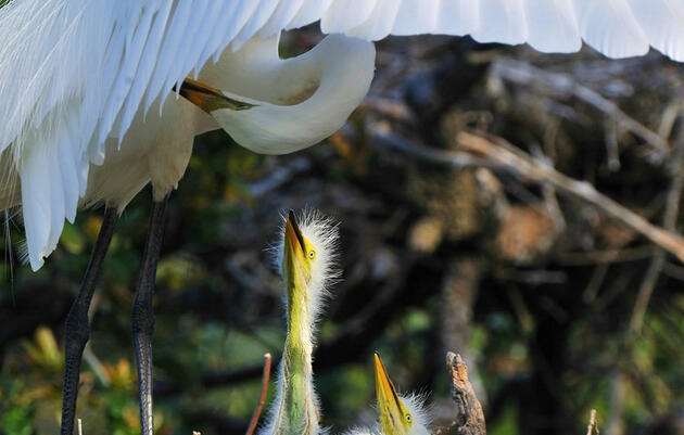 Family Workshop: All About Bird Nests