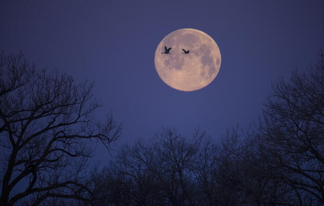Family Workshop: Spooky Birds