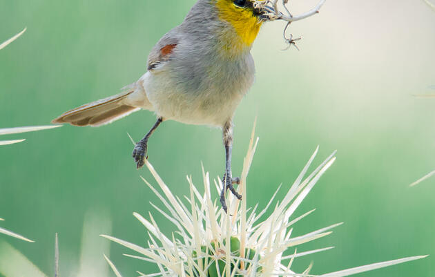 Saturday Morning Guided Birding/ Observación de aves guiada