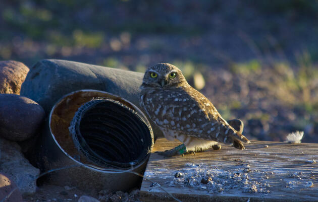 Burrowing Owl Volunteer Work Day