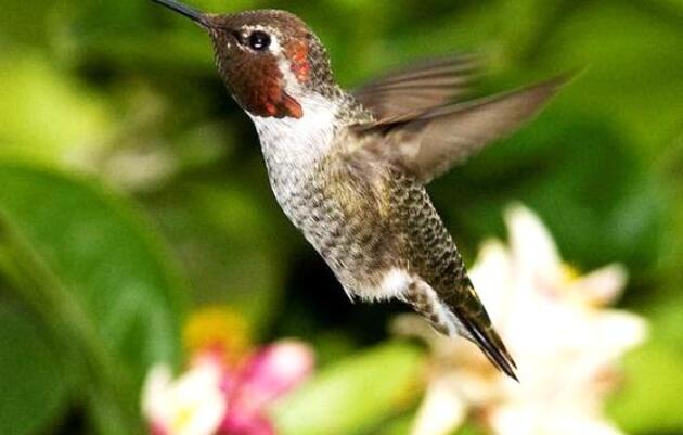 Fun Facts about hummingbirds