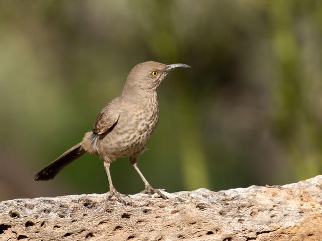 Common Birds of the Phoenix-Metro Area