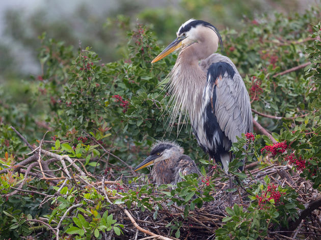 Celebra La Semana de Conservación Latina con una introducción a las Aves del Rio Salado