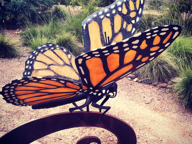 Butterflies & Beer - Magnificent Monarchs