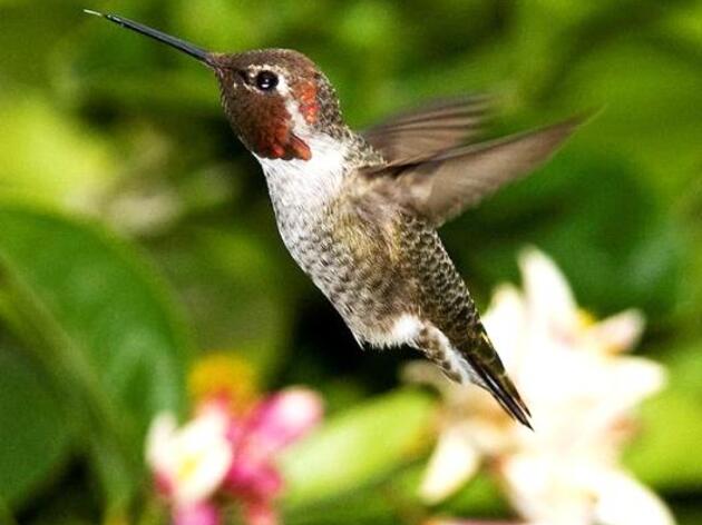 Fun Facts about hummingbirds