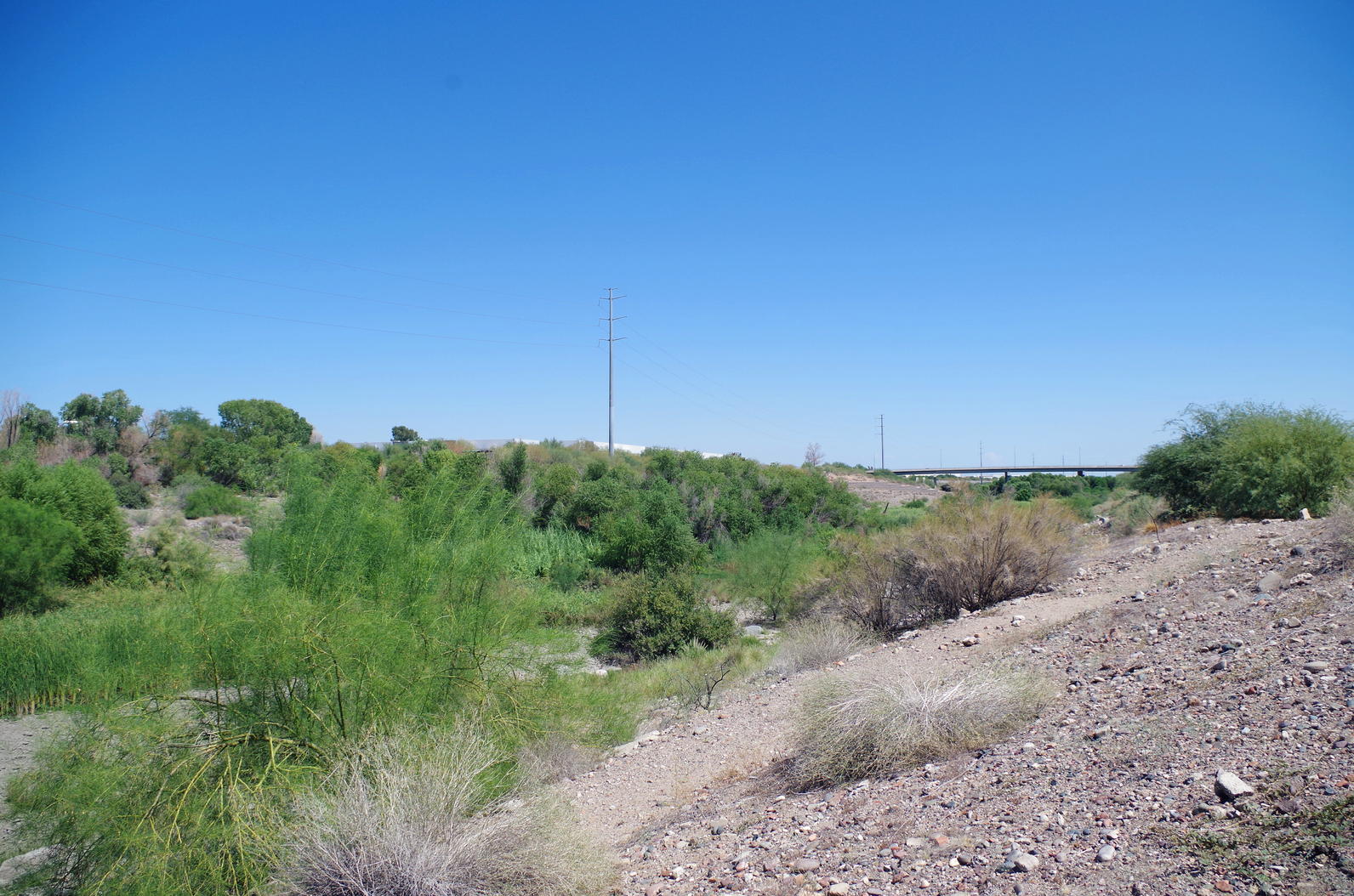 Rio Salado Mesquite Tree