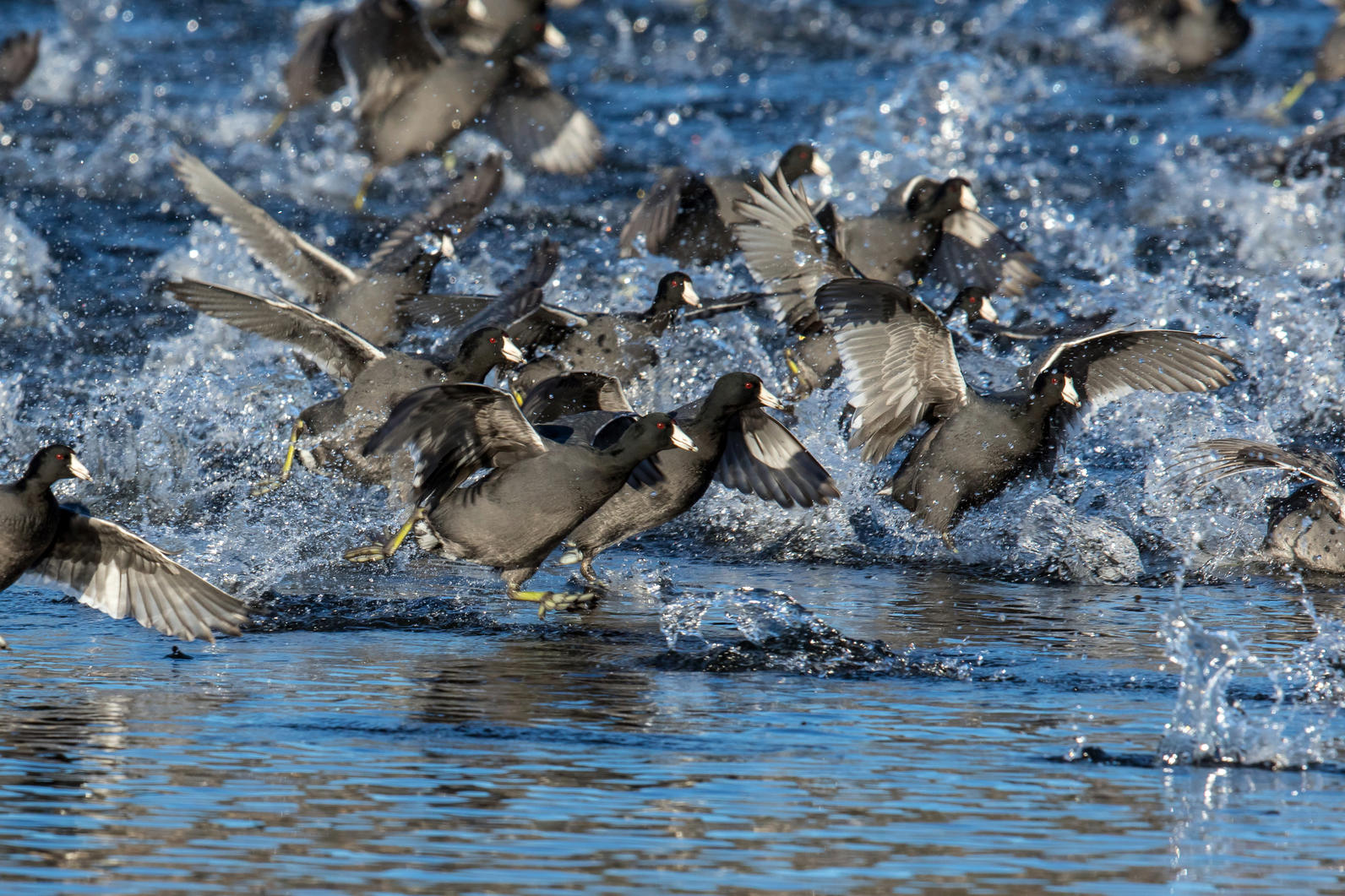 Flock of American Coot 