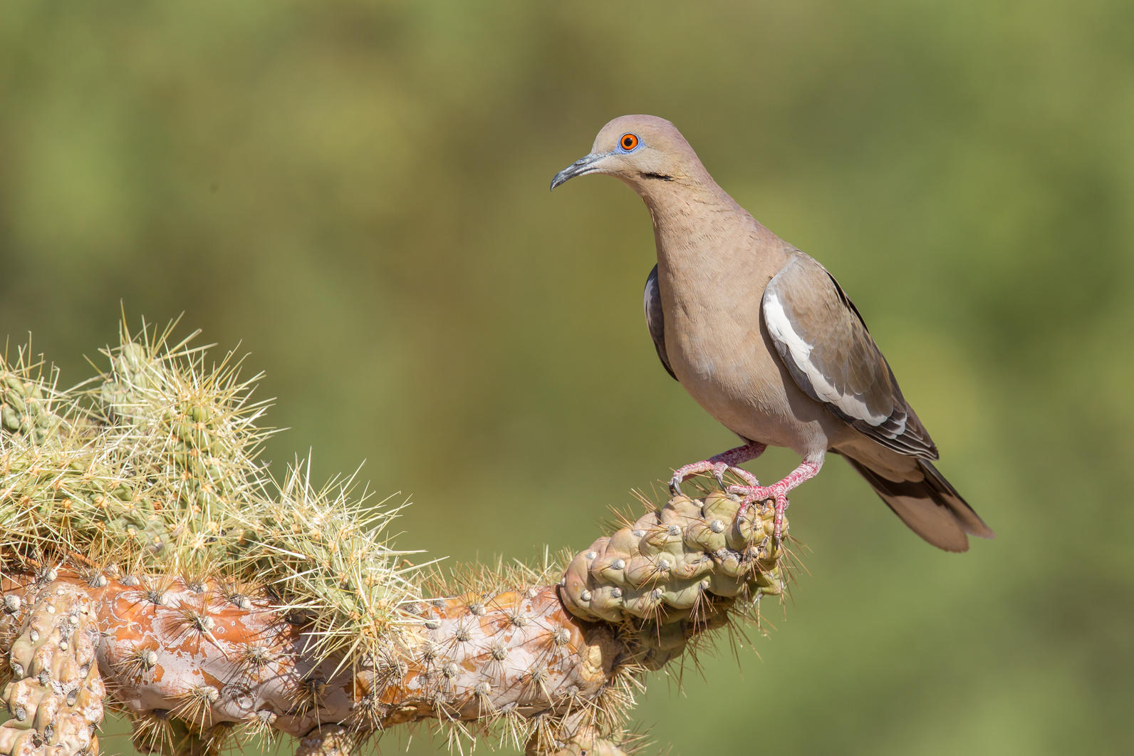 White-winged Dove perched on Cholla branch 