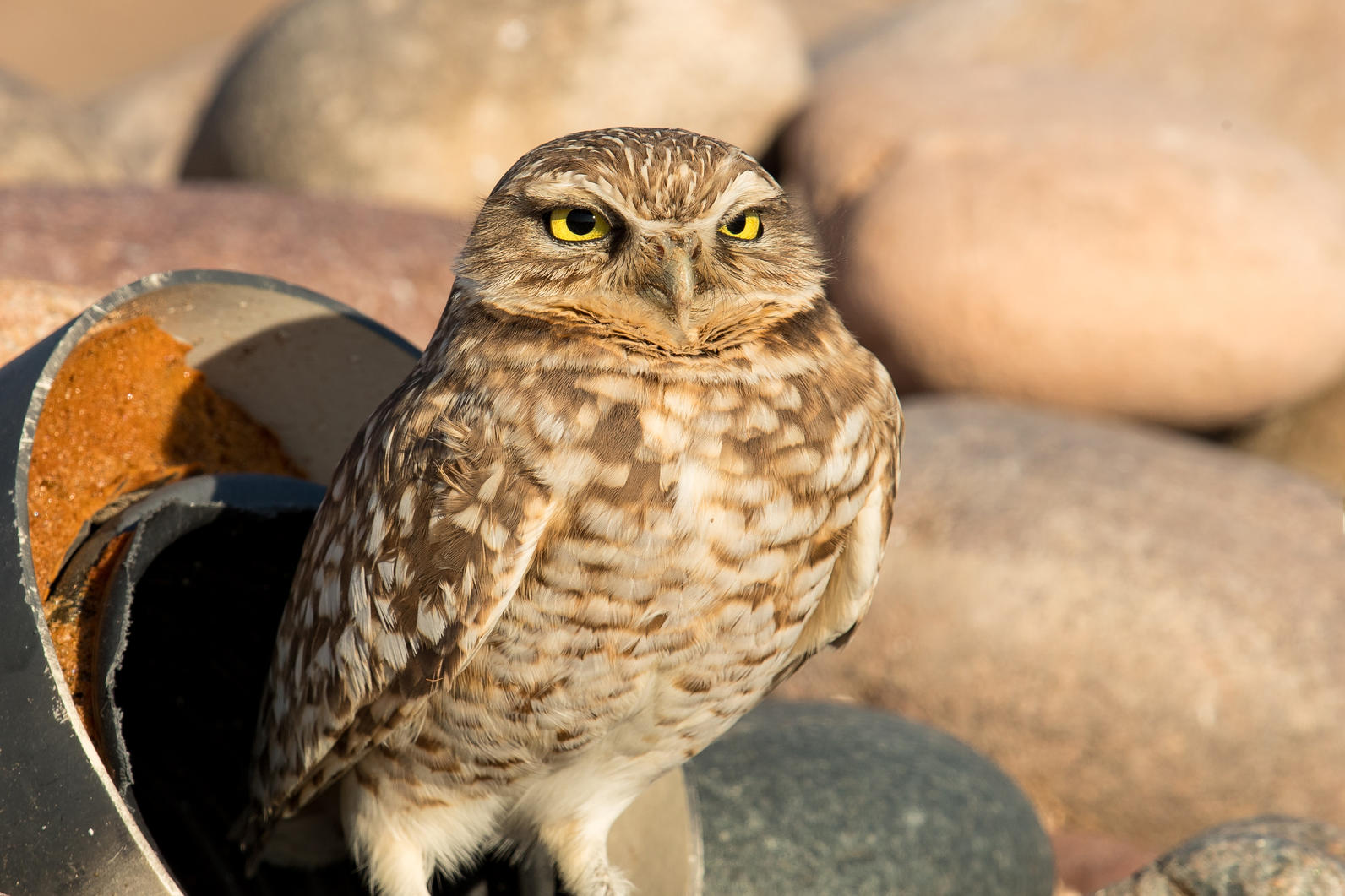 Burrowing Owl standing in front of entrance of an artificial burrow