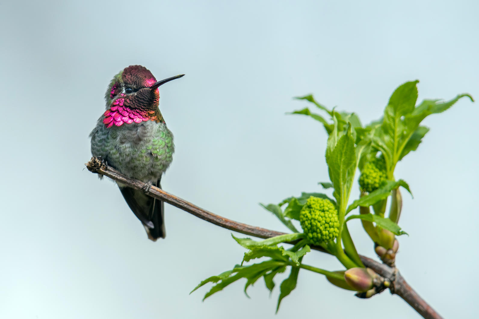 Ann's Hummingbird preached branch 