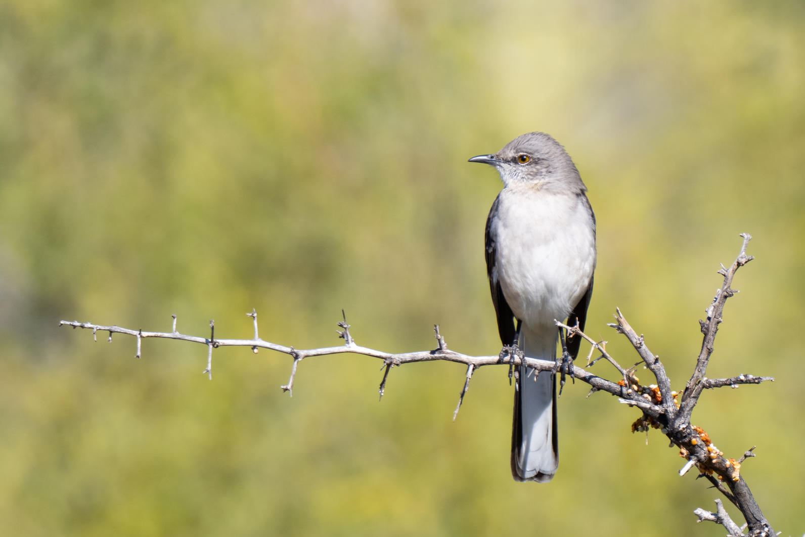 Northern Mockingbird perched on a Desert Hackberry