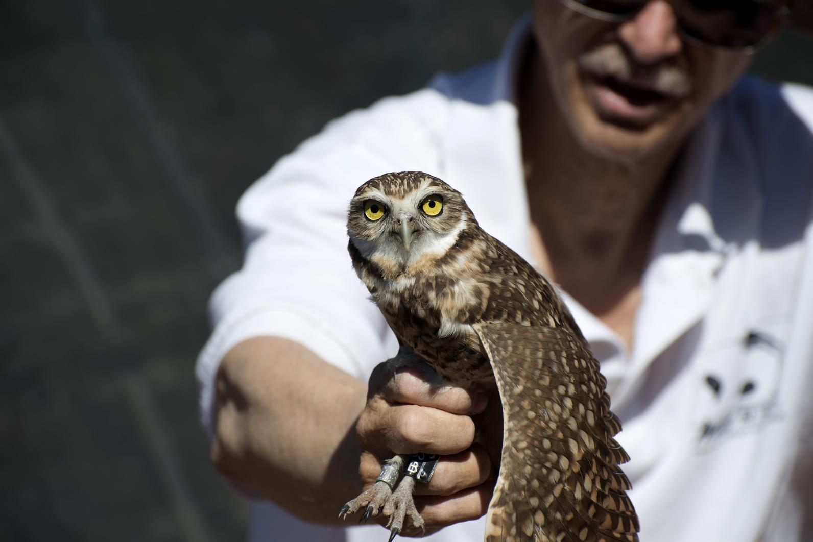 Greg Clark from Wild At Heart holds a Burrowing Owl.