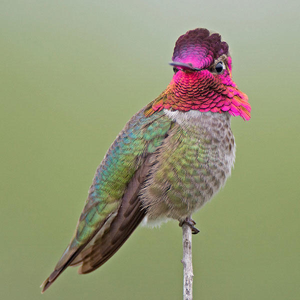 An Anna's Hummingbird looking pretty.