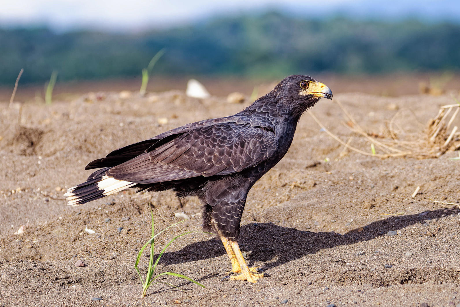 Common Black Hawk