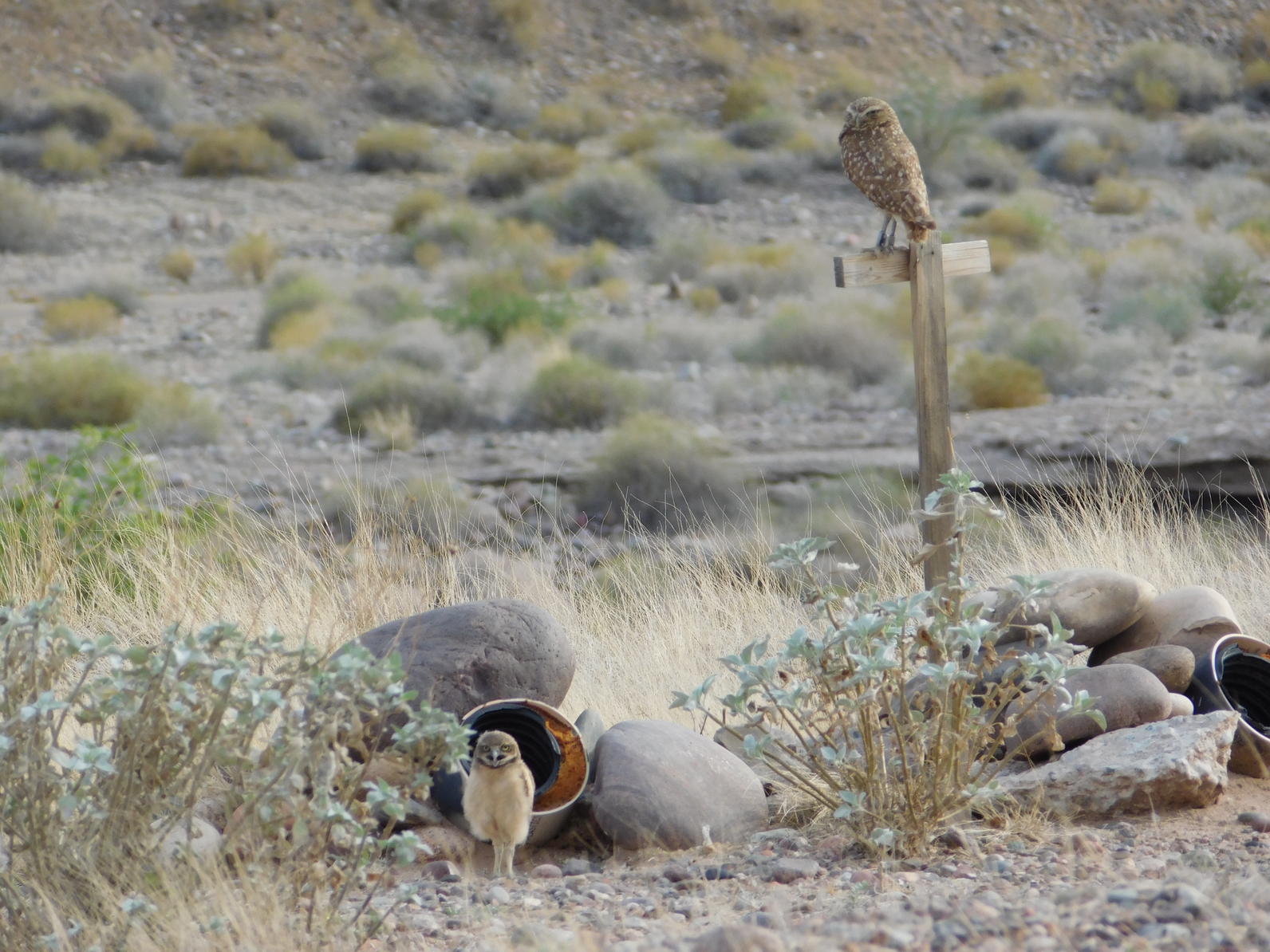 Burrowing Owl with young at an artificial nest in the Rio Salado.