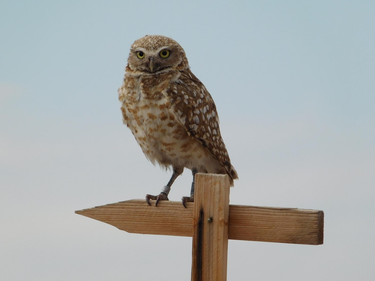 Burrowing Owl on wooden perch