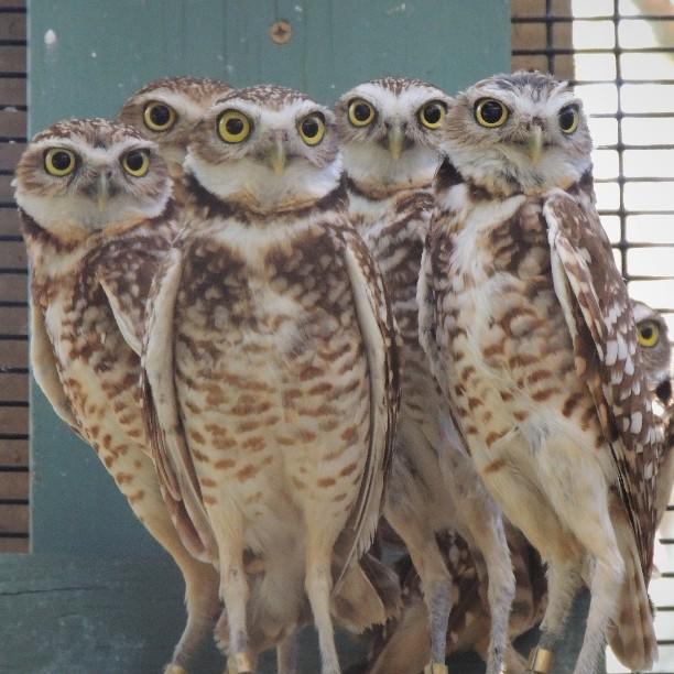 A parliament of Burrowing Owls look on with wide eyes.