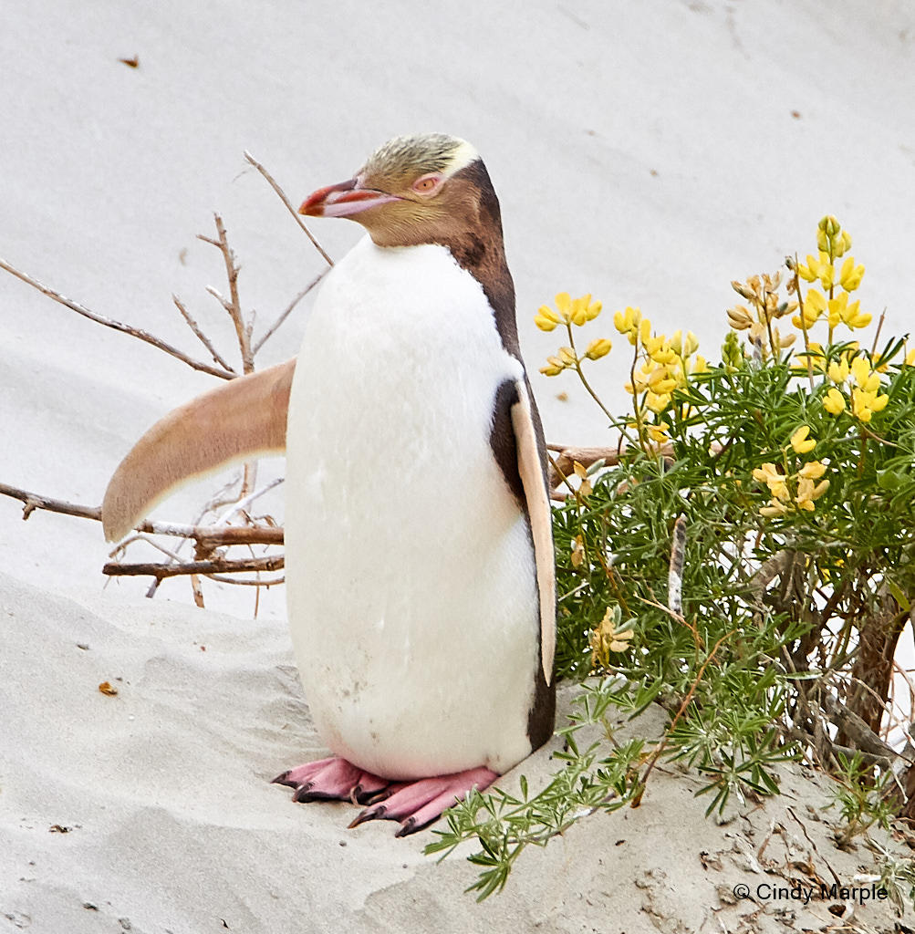 A Yellow-eyed Penguin sits on the sand surrounded by flowers.