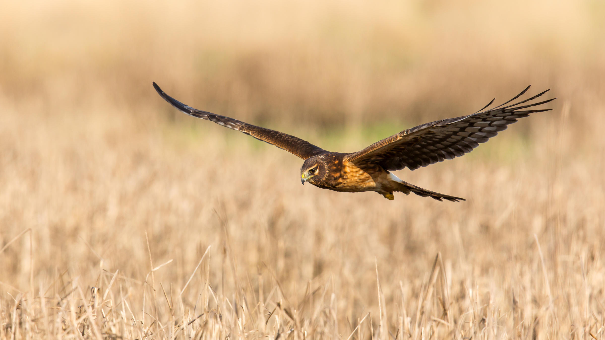 Northern Harrier flying over grasslands.