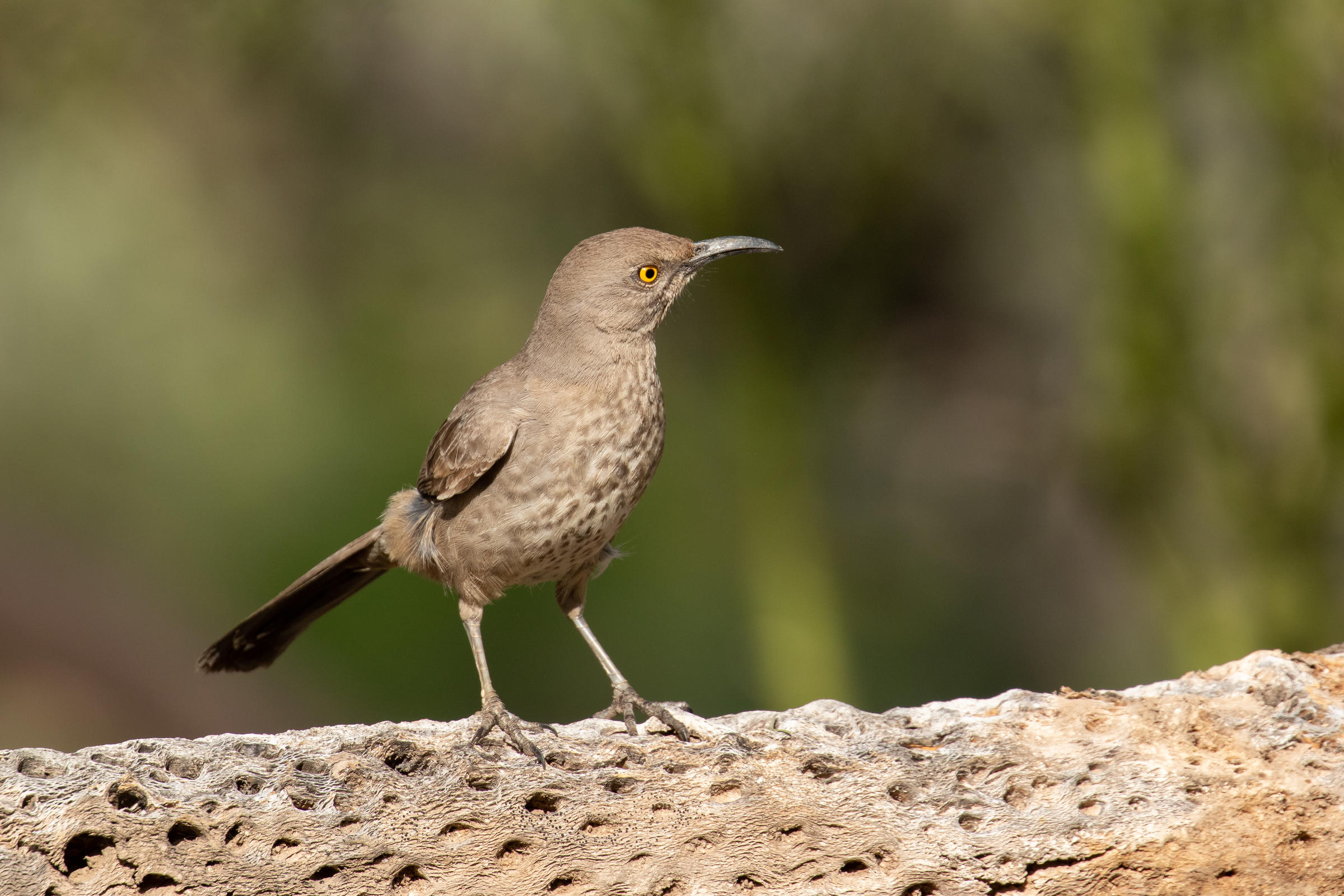 Curve-billed Thrasher perched on cholla branch 