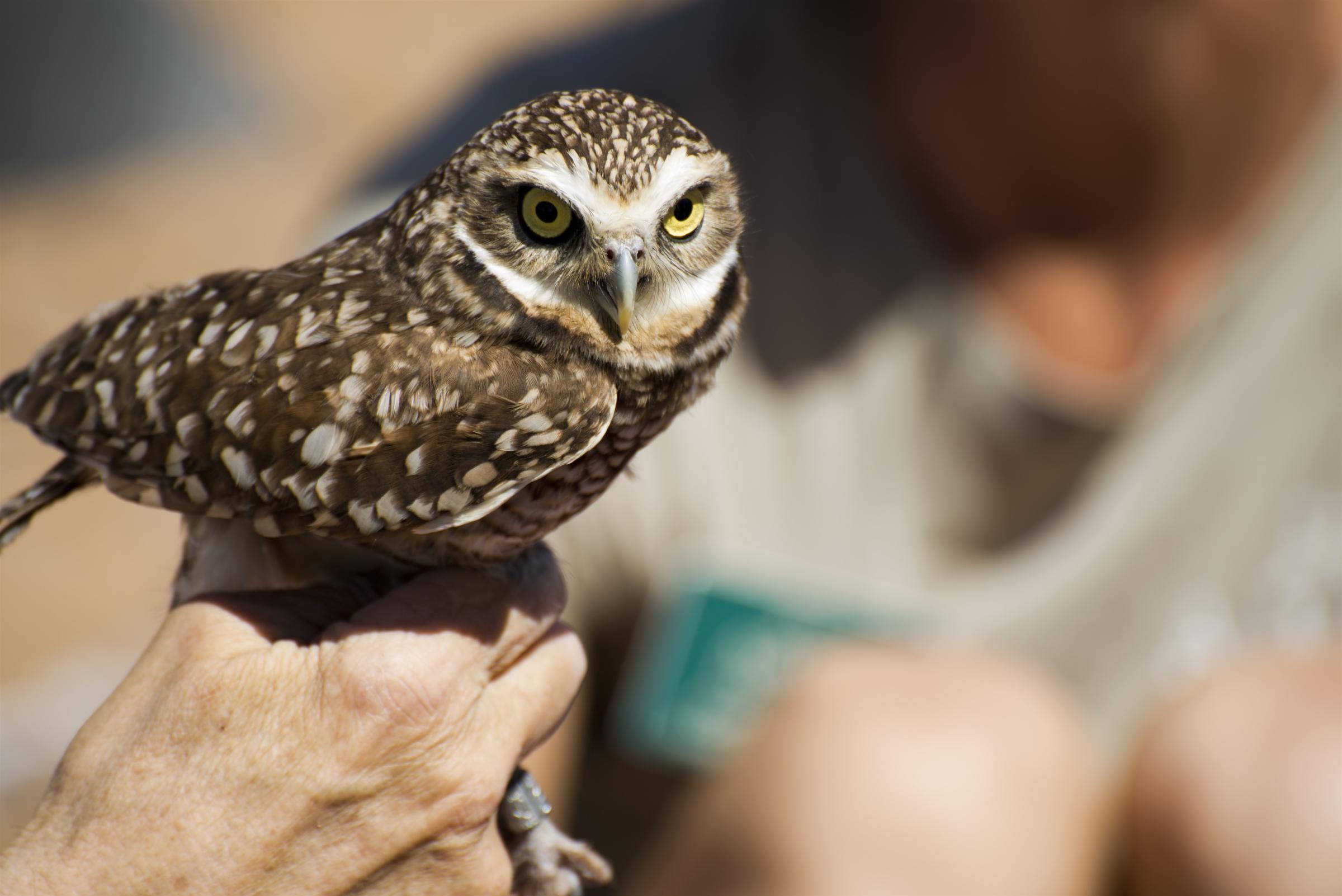 A Burrowing Owl rests in the hand of a conservationist.
