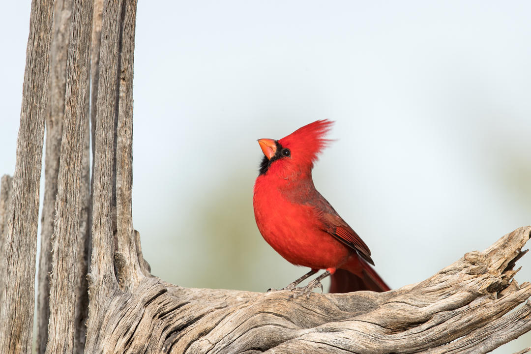 Northern Cardinal perched on Saguaro Skeleton