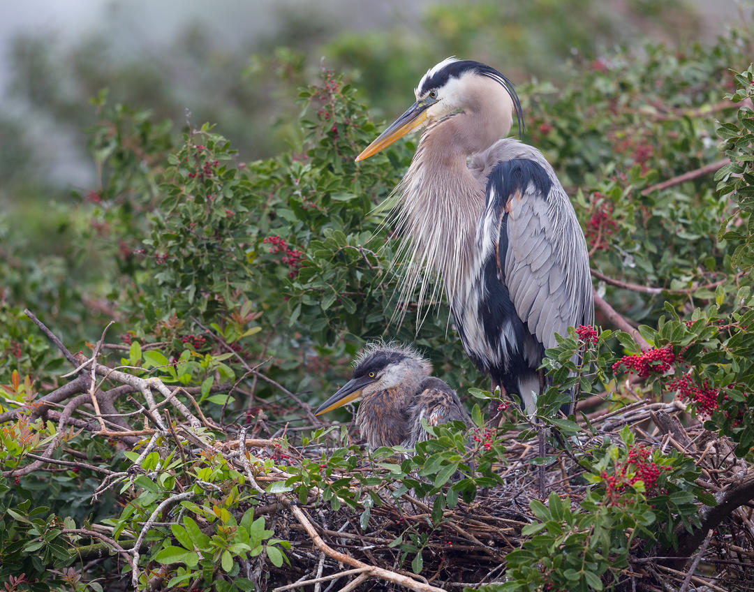 Adult Great Blue Heron perched in nest with  juvenile Great Blue Heron 