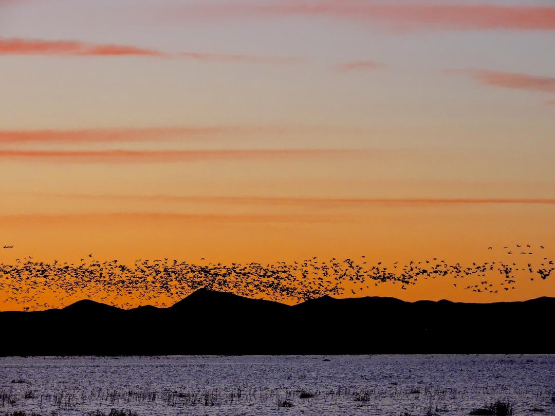 Flock of Sandhill Cranes flying into Whitewater Draw at dusk