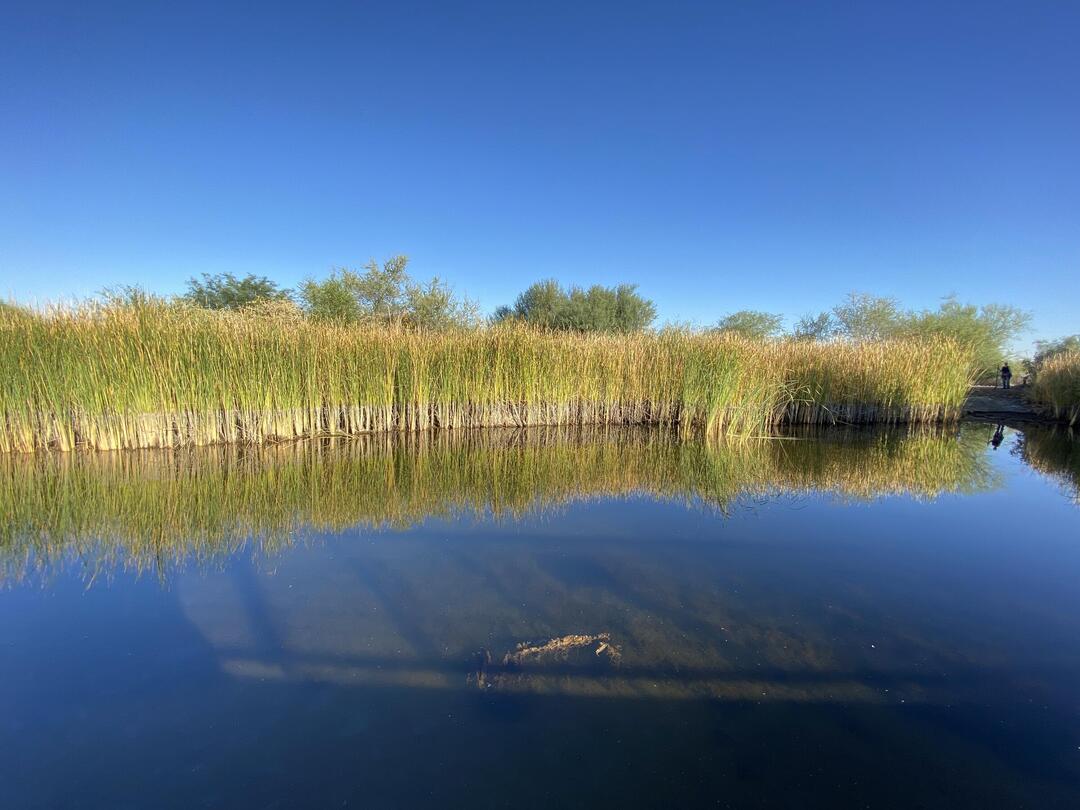 Under clear blue skies, workers can be seen through a small cattail clearing on the far side of the Nina Mason Pulliam Rio Salado Audubon Center wetland pond.
